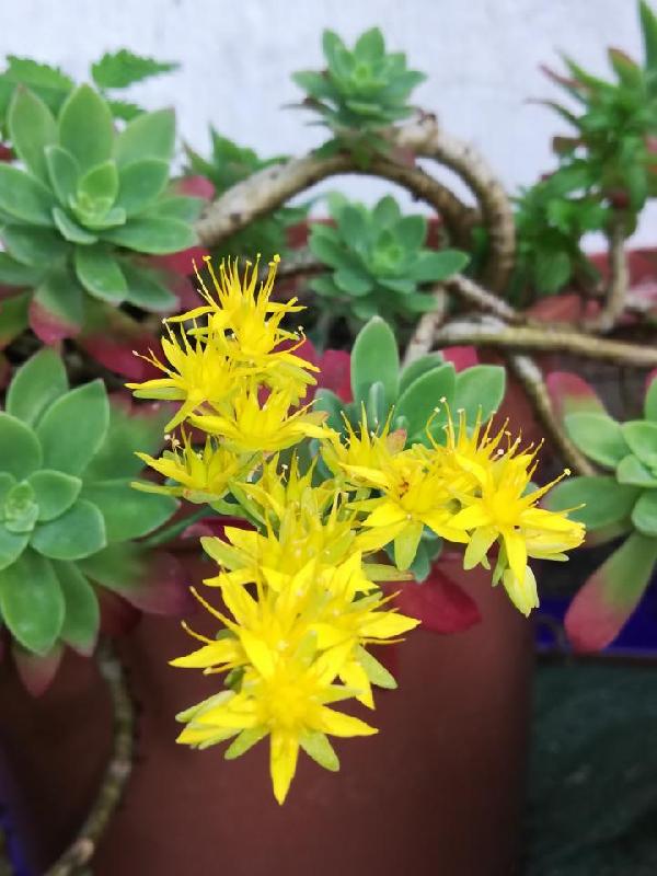 Sedum palmeri.jpg